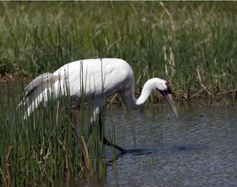 Best Places to Spot Birds of South Texas