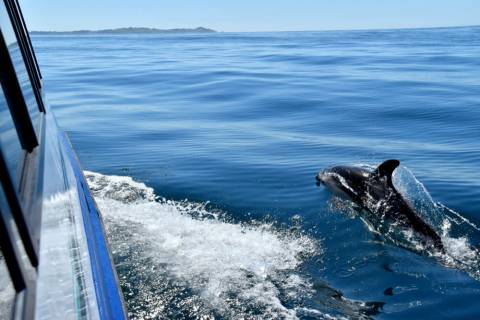 Encounter Wildlife on Port Aransas Dolphin Tours