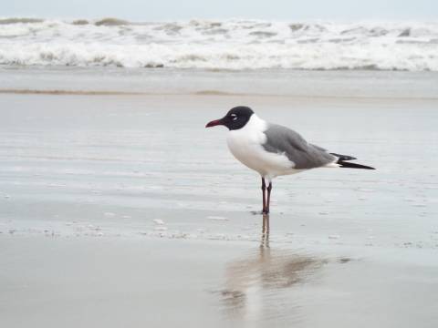 Spend a Day at Mustang Island State Park on Your Texas Escape