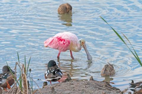 The Ultimate Guide to Birding in Port Aransas