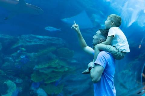 Discover Things to Do in Corpus Christi with Kids on a Day Trip