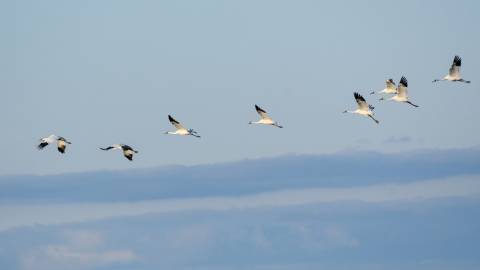 Start Planning Your Visit to the Whooping Crane Festival