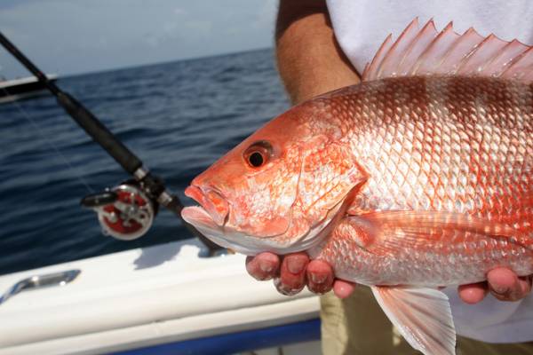 Your Guide to Port Aransas Fishing by Season