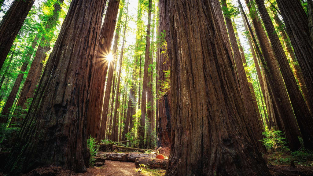 Peaceful Mendocino Redwoods!