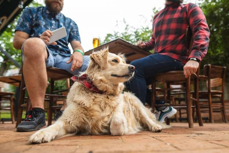 dog on bar patio in lake Tahoe