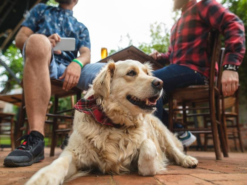 dog-friendly restaurants south lake tahoe