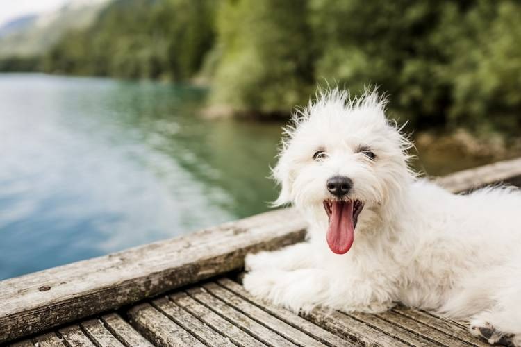 pet friendly south lake tahoe