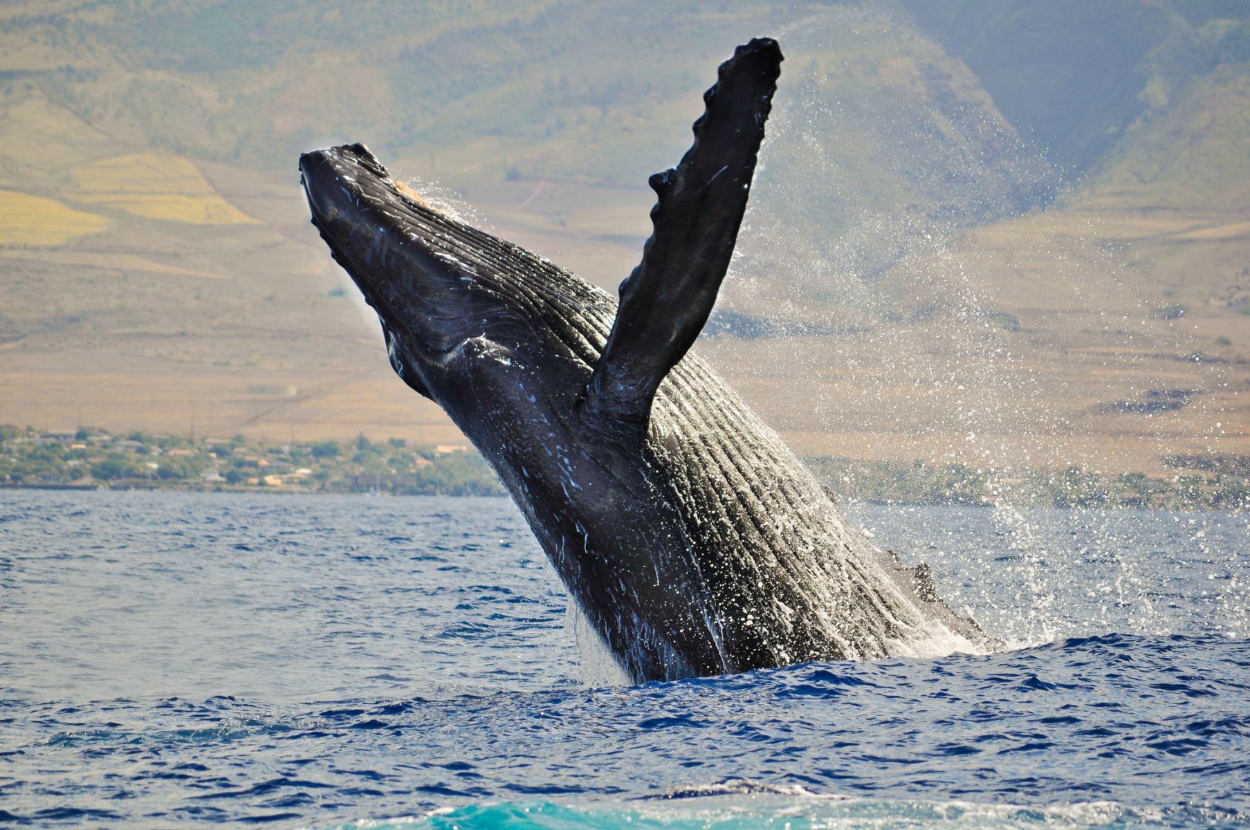 Maui Top 10 Lists