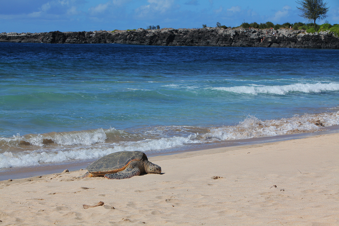 Volunteer on Vacation