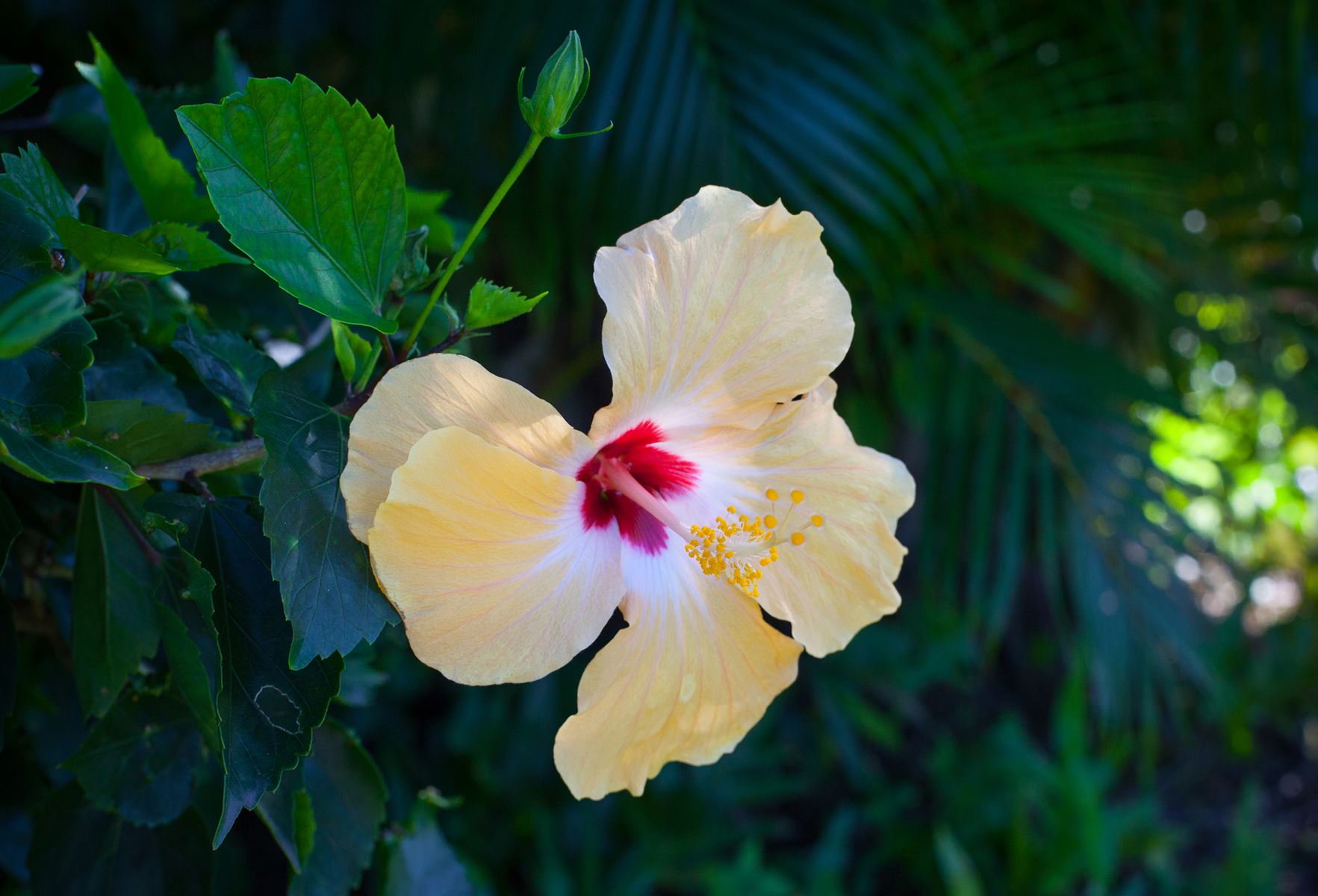 The Kapalua® Logo Shop 