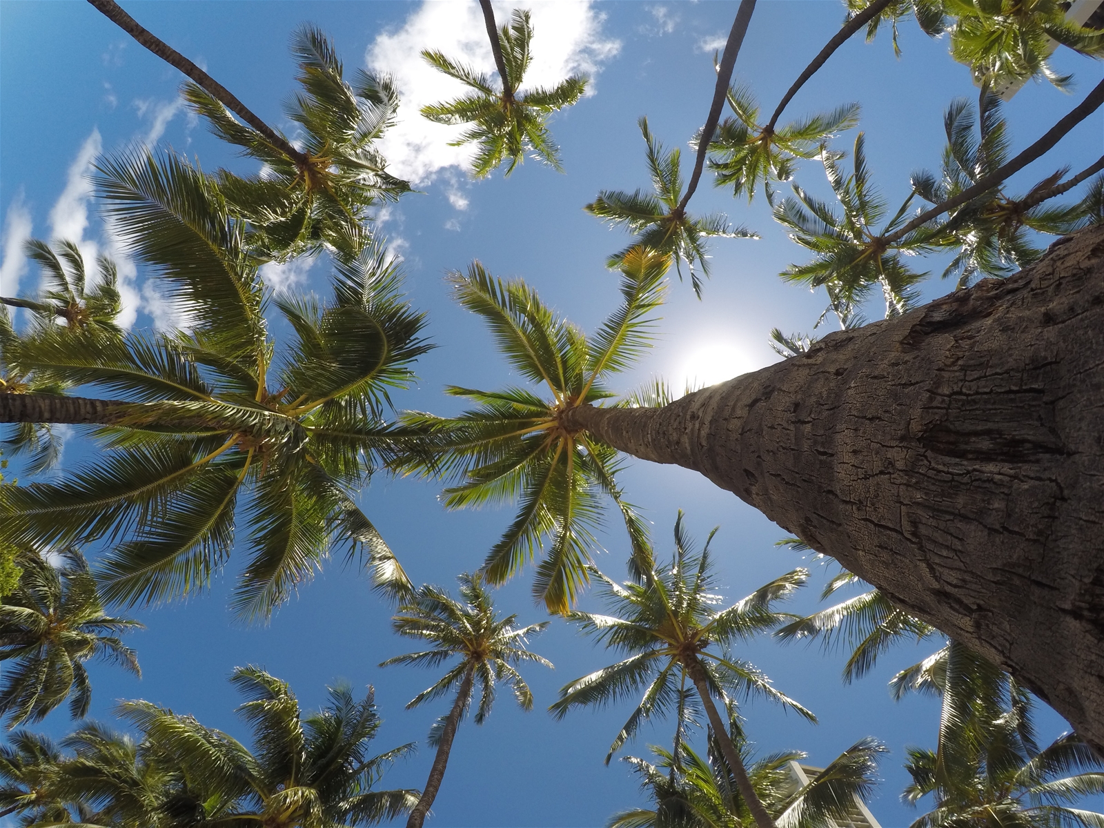 Sit under loaded coconut trees