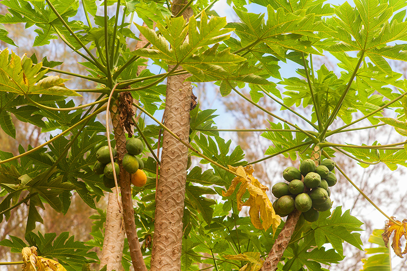 Farms, Farmers Markets & Food Tours
