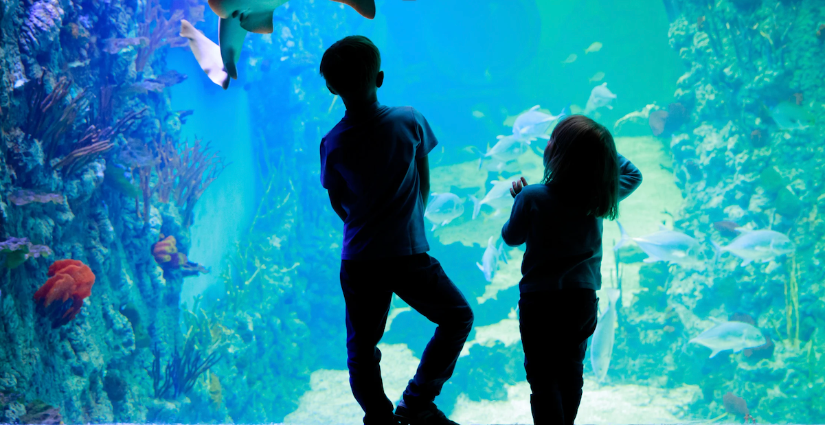 Top 10 Maui Activities for Kids that Families Will Love Too