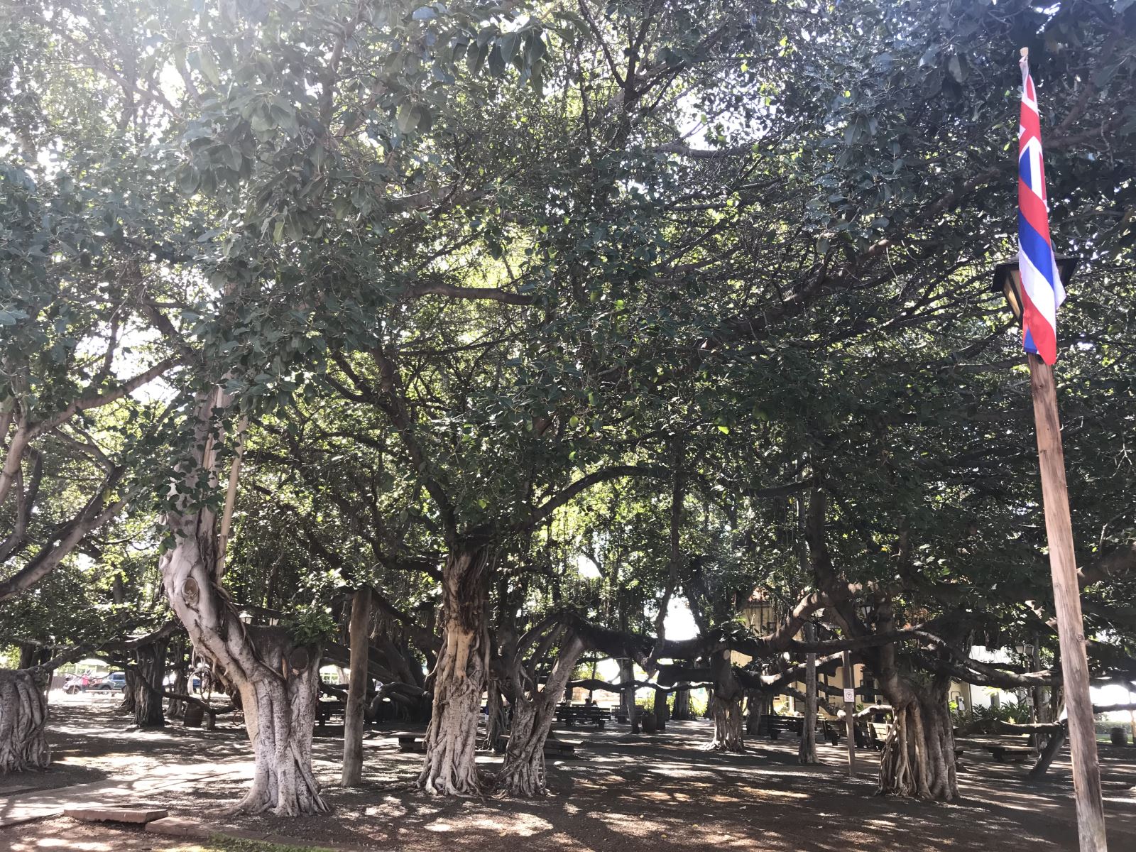 Lahaina`s Banyan Tree