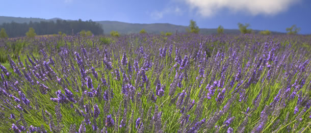 Vineyard and Lavender Farm Tour