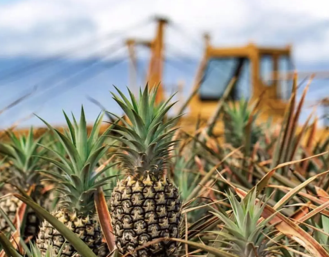 Maui Gold® Pineapple Tour