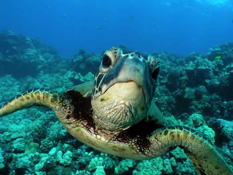 Extended Horizon Scuba