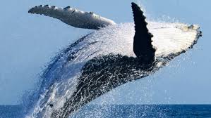 Pacific Whale Foundation