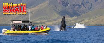Ultimate Whale Watch