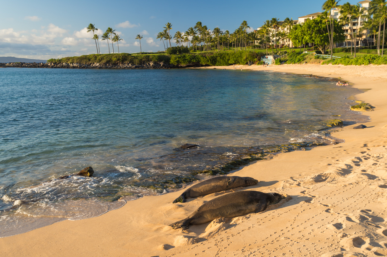 Spend the Day on Kapalua Bay