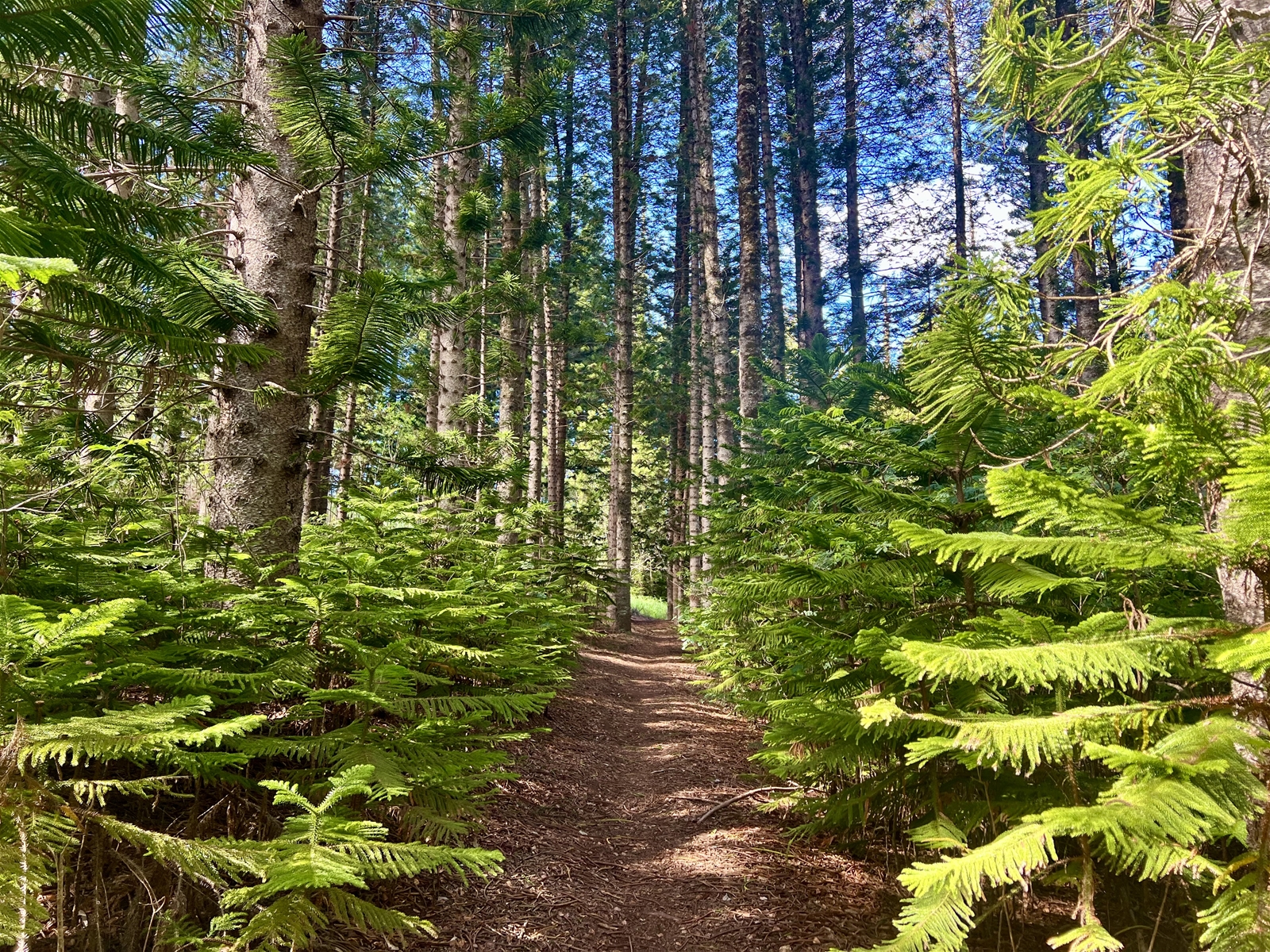 Take on the Kapalua Village Walking Trail