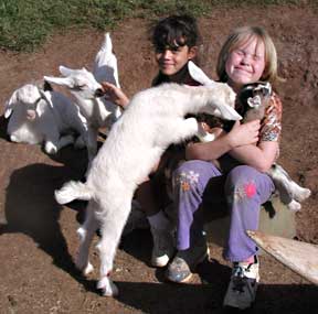Visit Surfing Goat Dairy