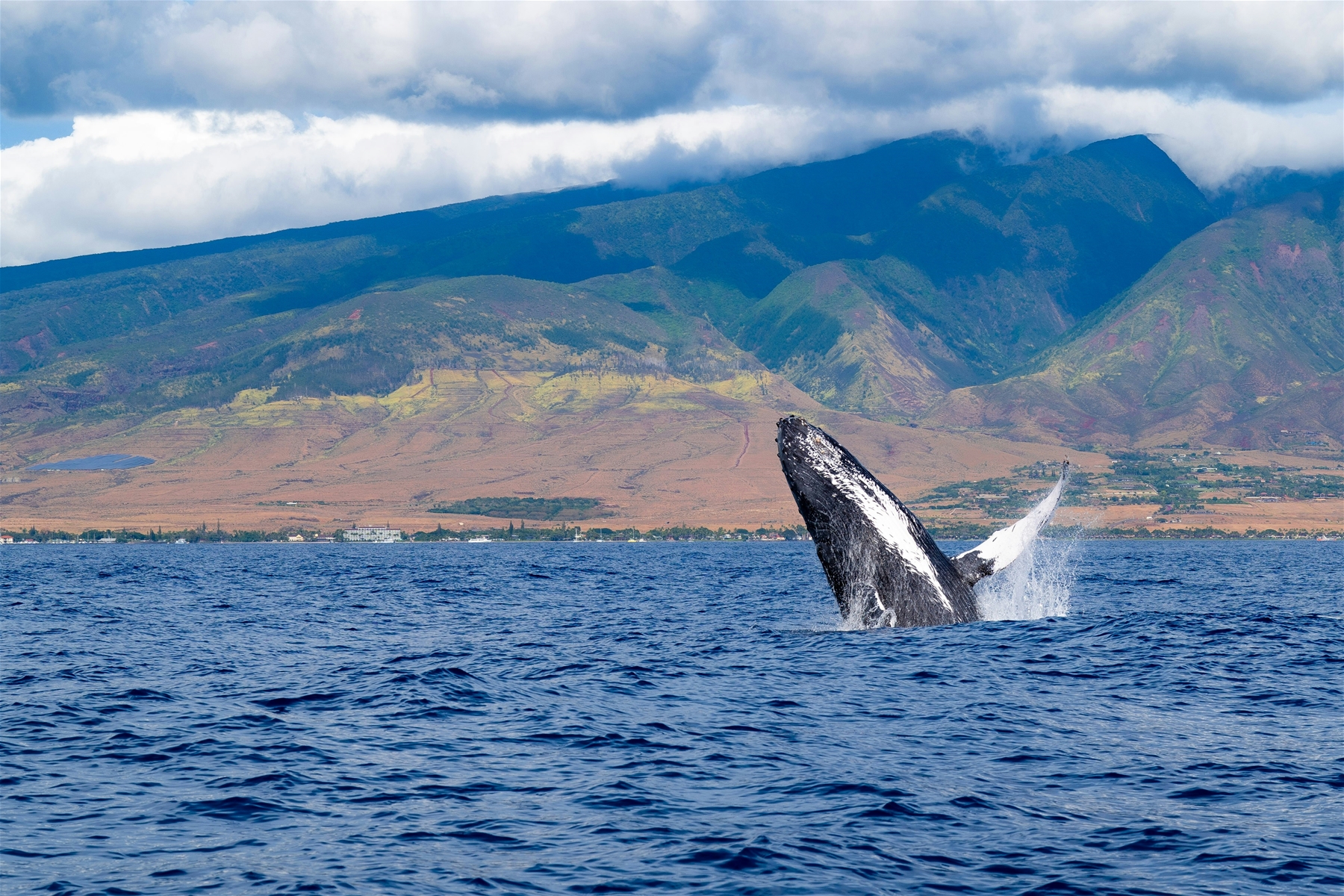 Early-Morning Whale Activity (Seasonal)