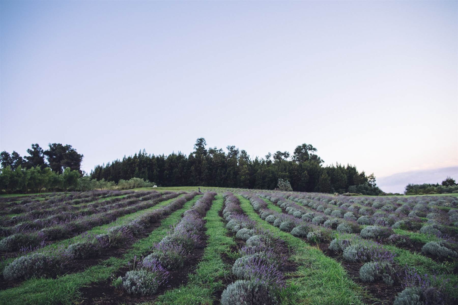 Ali`i Kula Lavender Farm 
