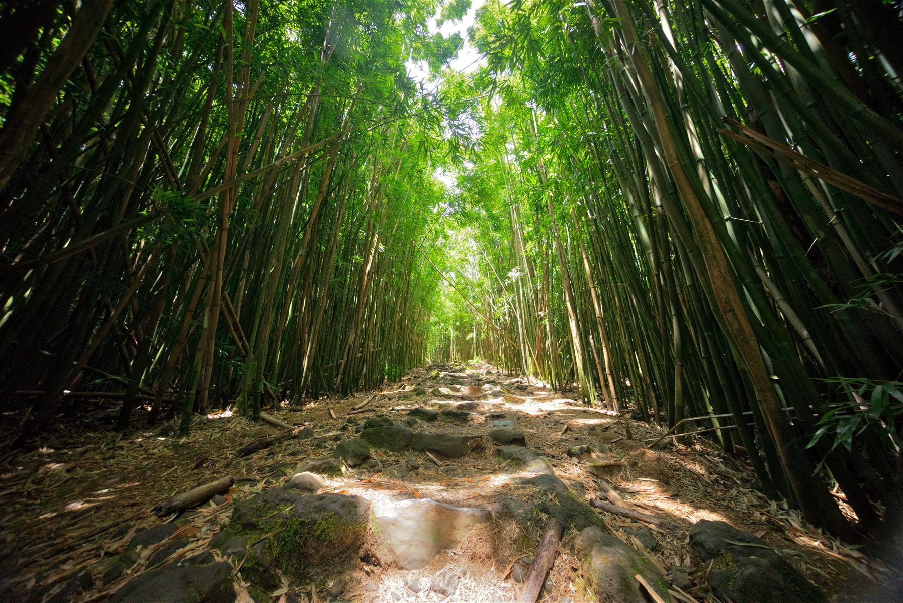 Pipiwai Trail and Waimoku Falls
