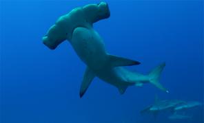 Dive with Sharks