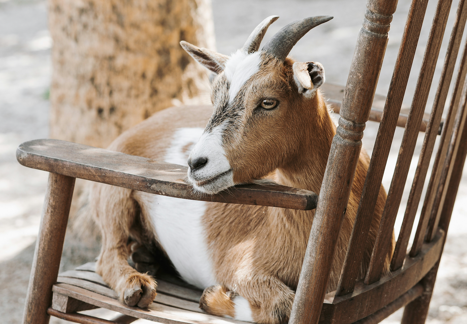 1.	Maui Goat Yoga
