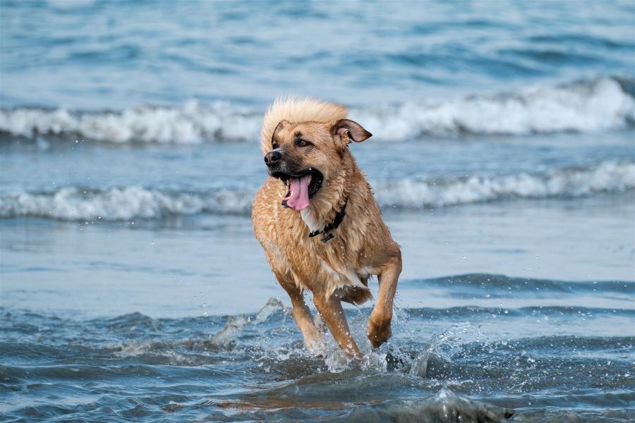 Dog on Demand