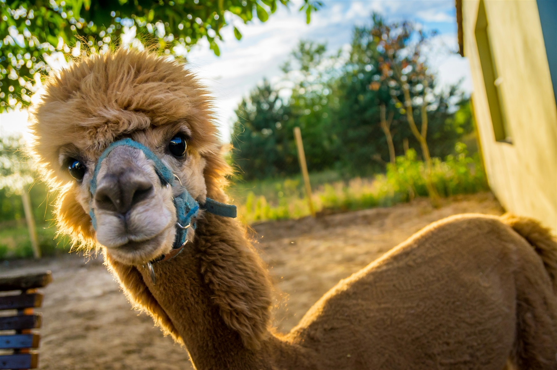 Maui Alpaca Farm
