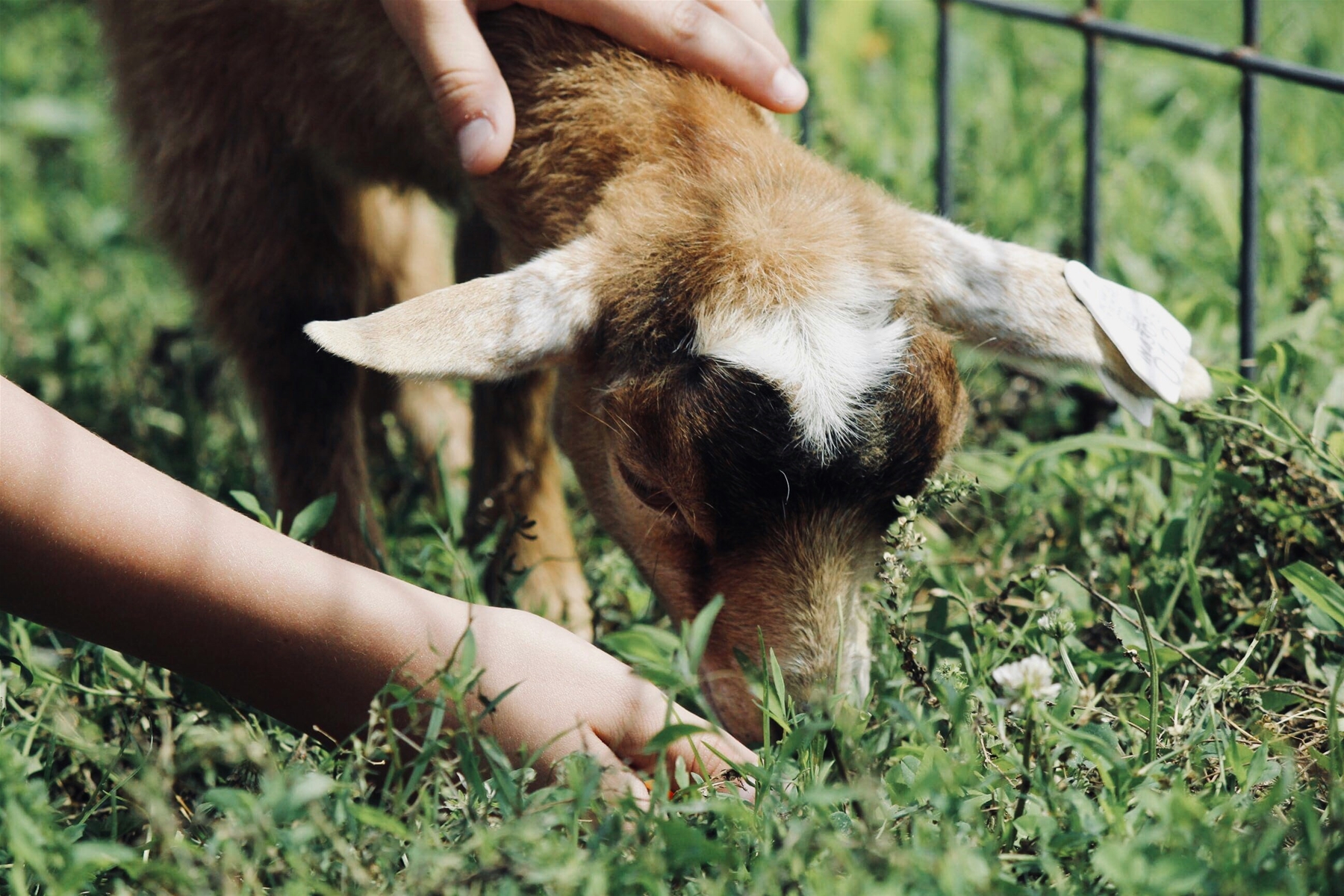 Maui Animal Farm