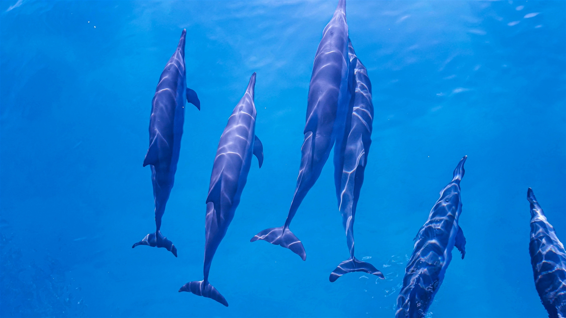 Snorkel and Dolphin Tours