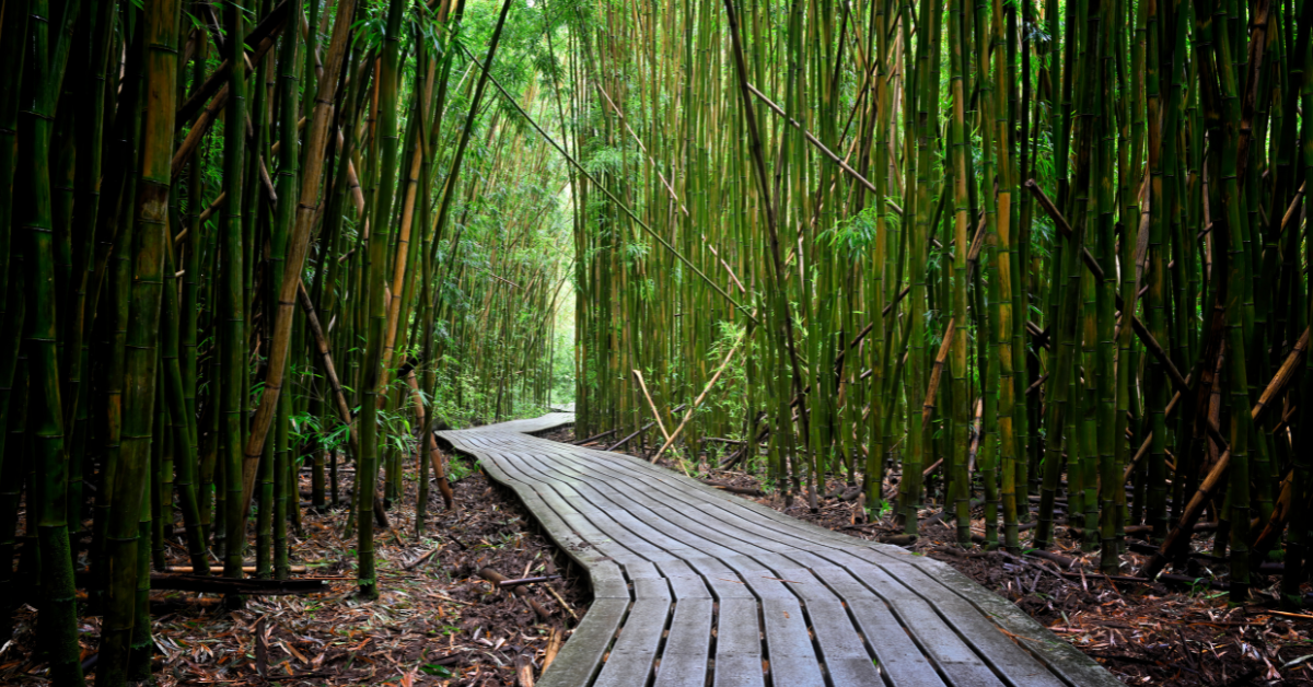 Bamboo Forest (Na`ili`ili Haele)