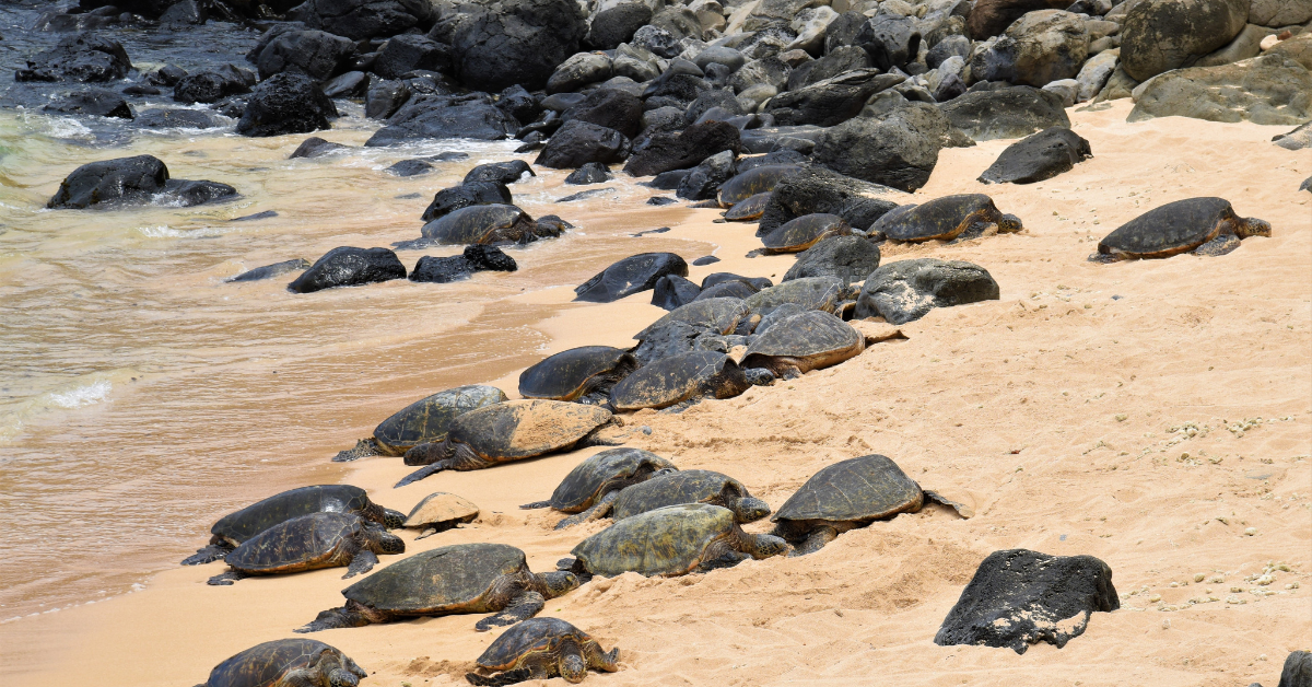 Ho’okipa Beach (for the resting honus)