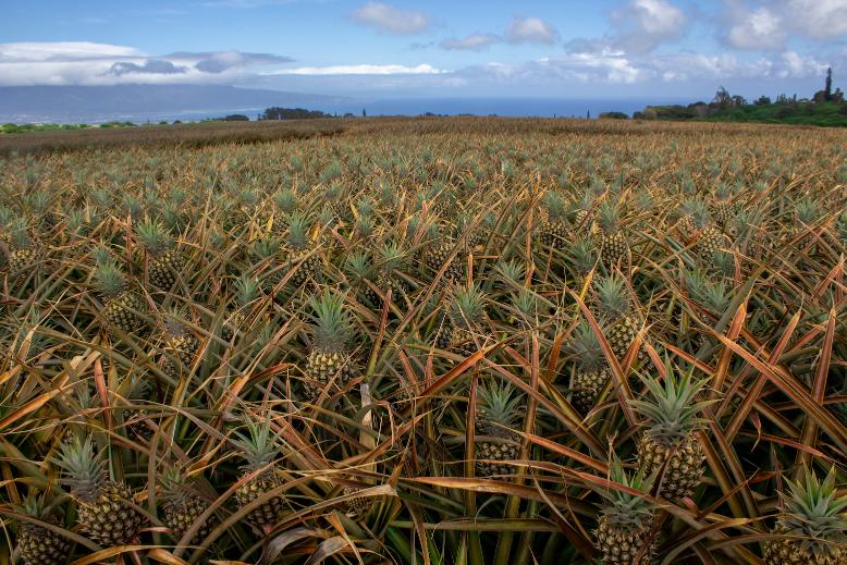 Haliimaile Pineapple Fields (Upcountry)
