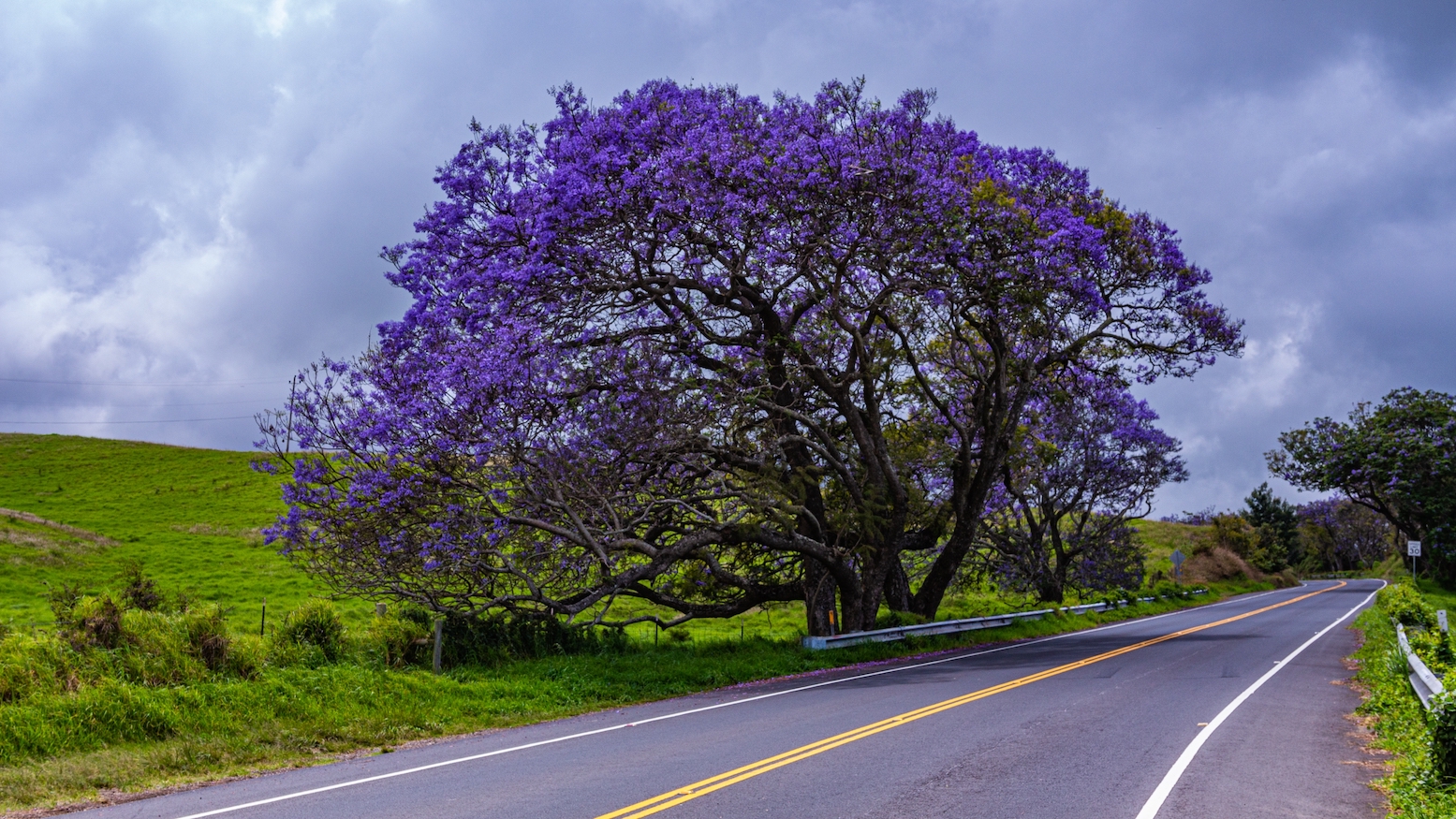 Upcountry Drives (Kula Highway, Highway 377)