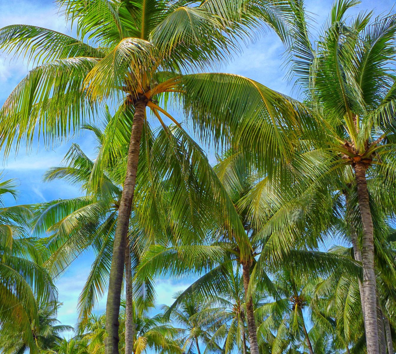 King Kamehameha Day- June