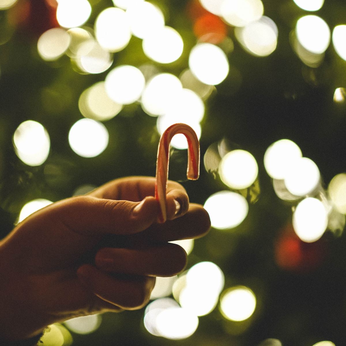 Lighting of the Banyan Tree-December