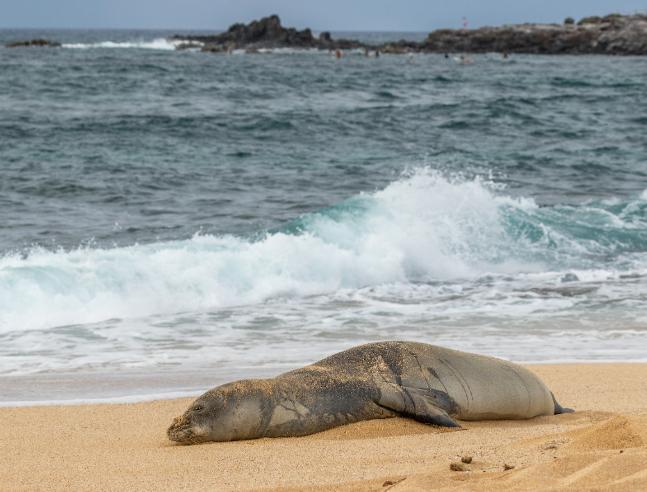 Top 10 Things NOT to Do on Maui