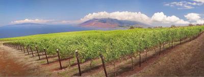 Maui Wine, Ulupalakua Vineyards