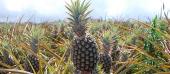 Maui Pineapple Tours