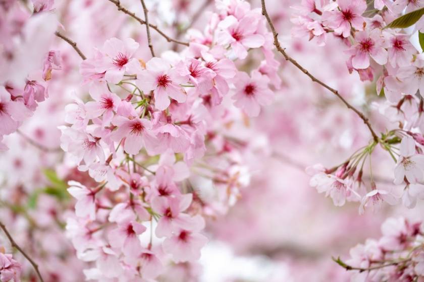 Cherry Blossoms