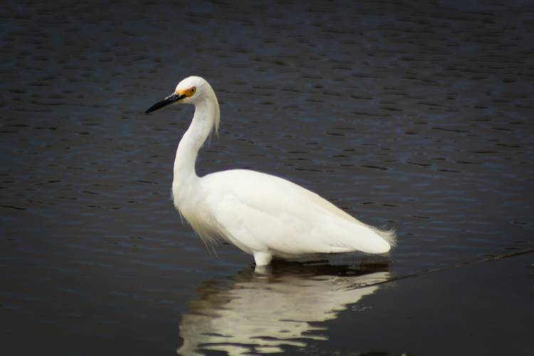 Explore Back Bay National Wildlife Refuge
