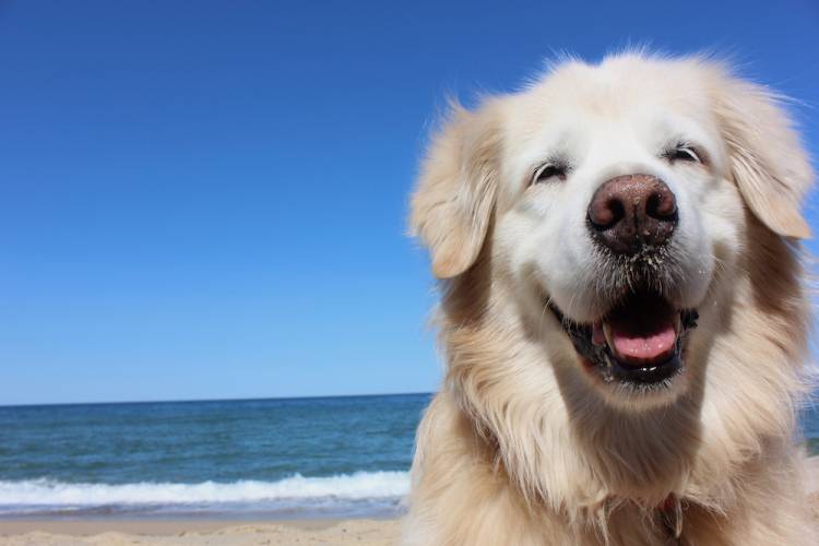 Your Guide Fantastic Pet Friendly Vacation Near Virginia Beach