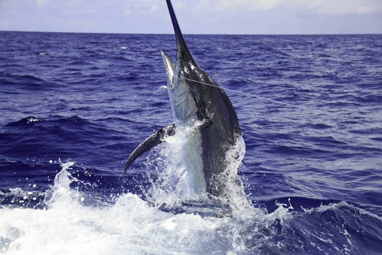 Rebel Sport Fishing