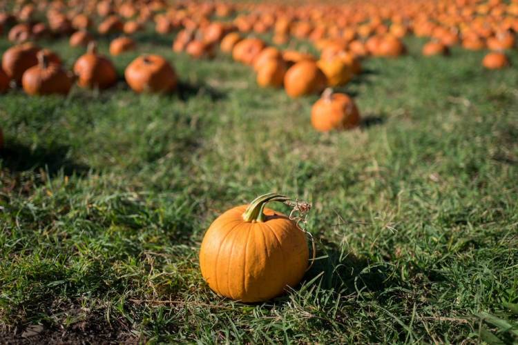 Hunt Club Farm’s Harvest Fair