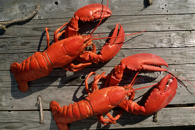 Cook your own Lobsters
